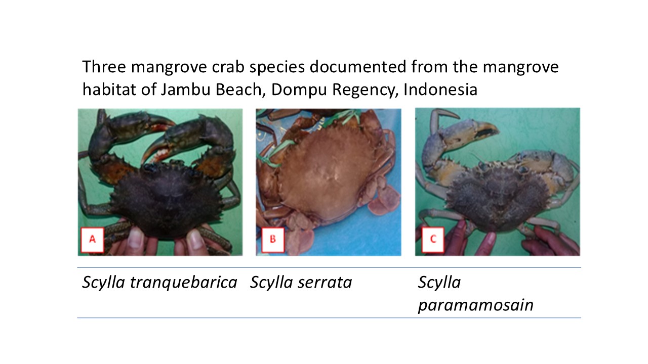 Three mangrove crab species documented from the mangrove habitat of Jambu Beach, Dompu Regency, Indonesia