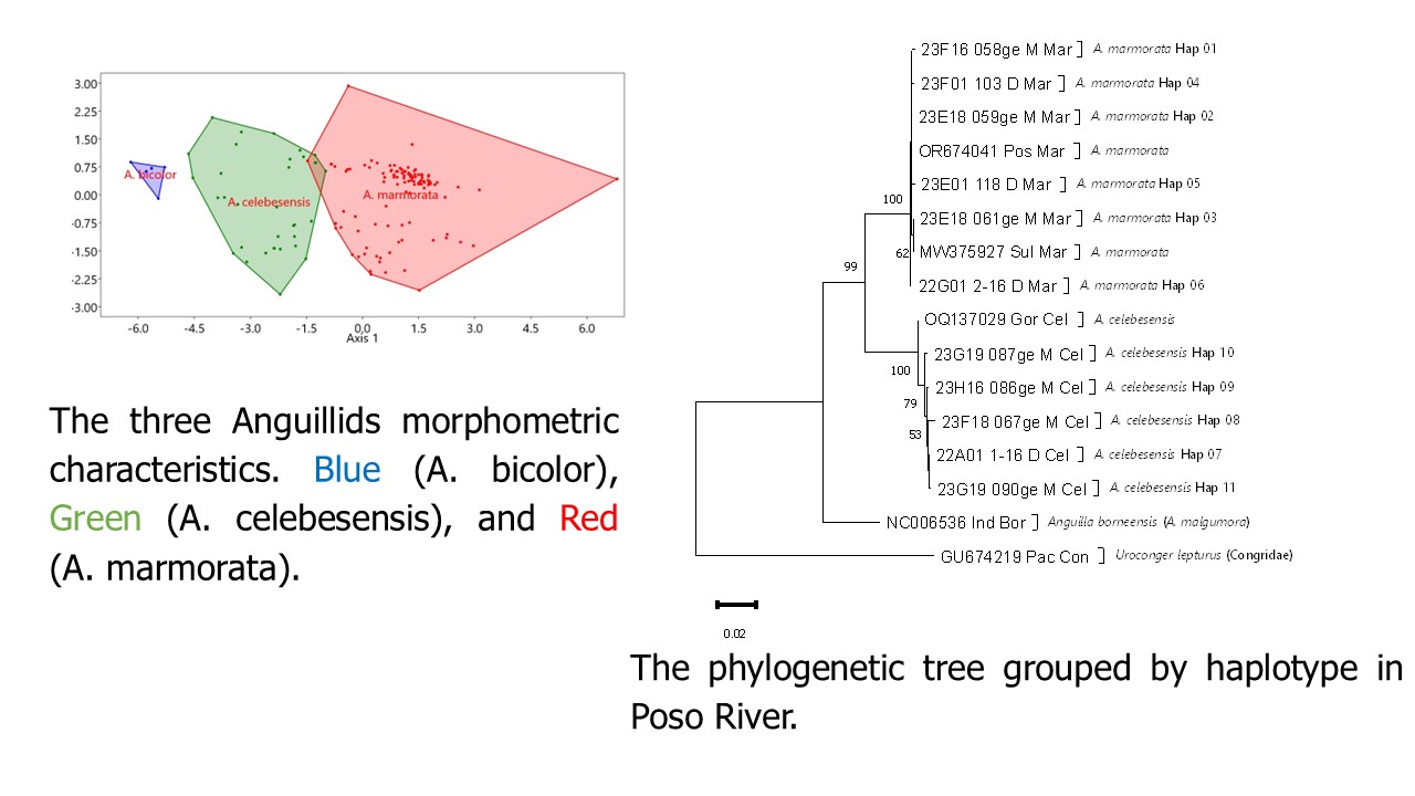 morphometric and phylogenetic