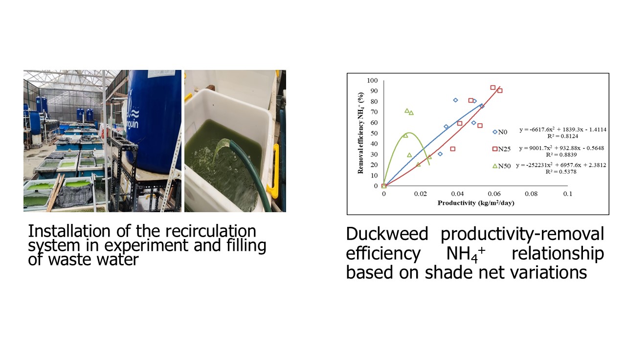 Duckweed productivity-removal efficiency NH4+ relationship based on shade net variations