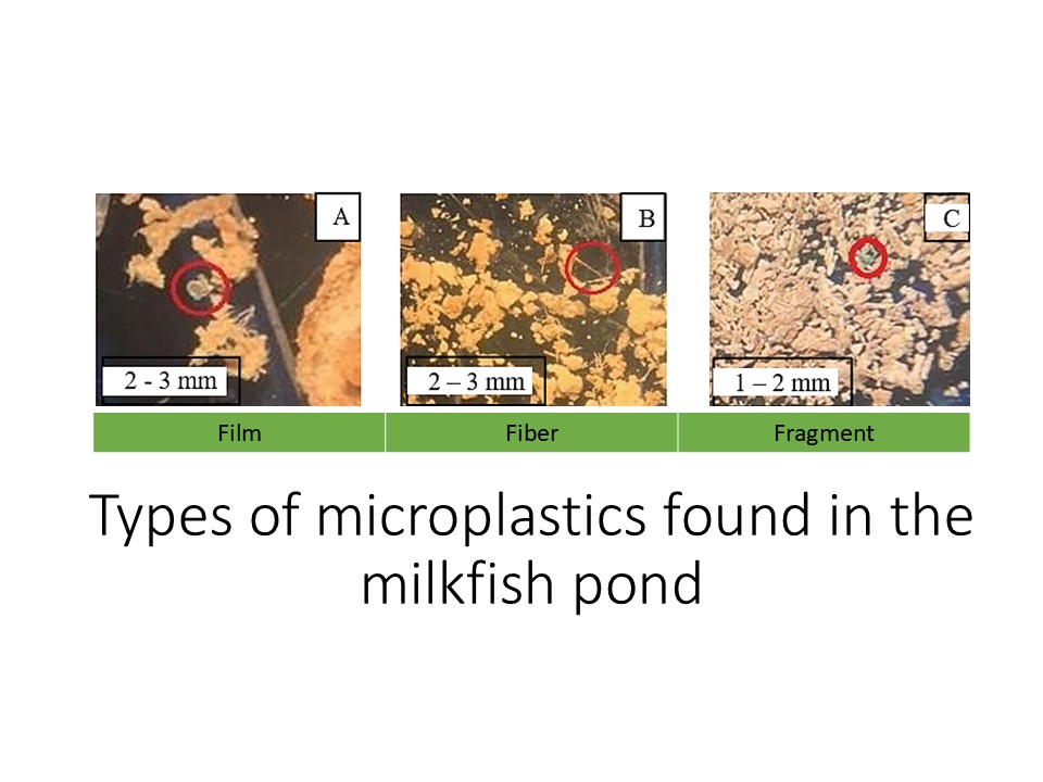 Types of microplastics found in the milkfish pond