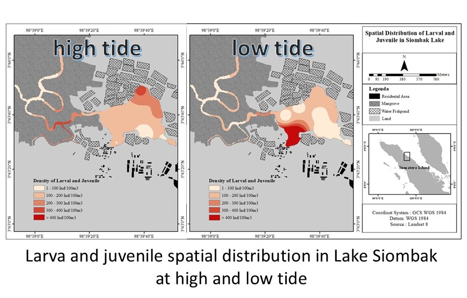 Larva and juvenile spatial distribution in Lake Siombak  at high and low tide